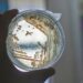 bactéries observées à la lumière sous une plaque de verre