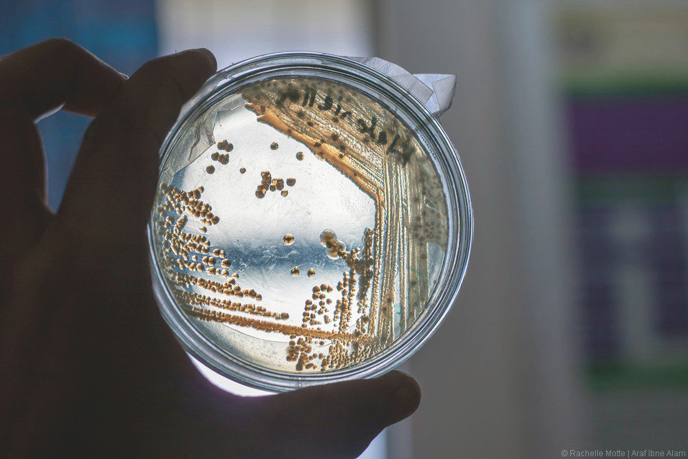 bactéries observées à la lumière sous une plaque de verre