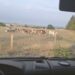 pré de vaches depuis l'intérieur d'un camping-car