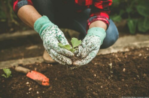mains avec gants tiennent une plante au dessus de la terre