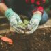 mains avec gants tiennent une plante au dessus de la terre